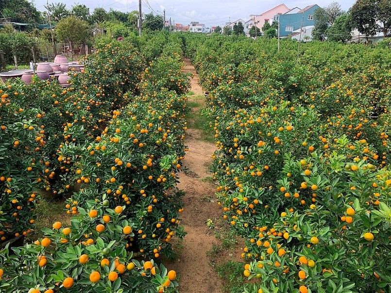 Sản lượng của quất cảnh Cẩm Hà năm nay tăng hơn 20% so với năm ngoái. Sản lượng của quất cảnh Cẩm Hà năm nay tăng hơn 20% so với năm ngoái.