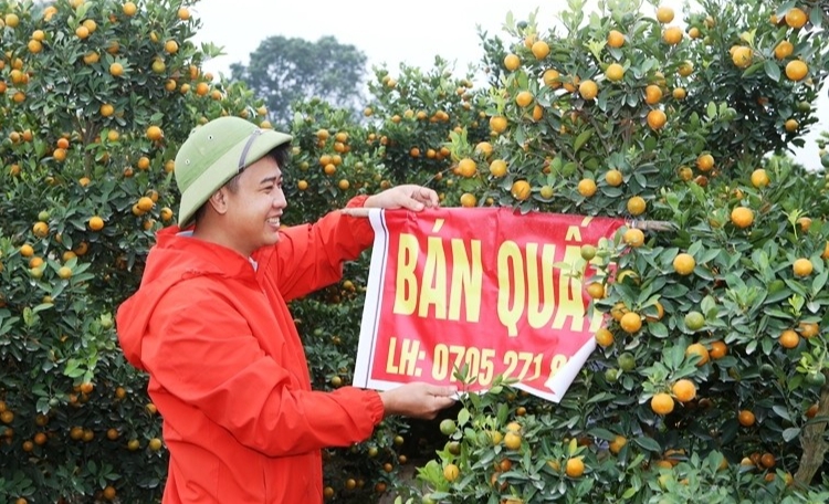 nhiều nhà vườn đã bắt đầu treo biển bán quất... nhiều nhà vườn đã bắt đầu treo biển bán quất...