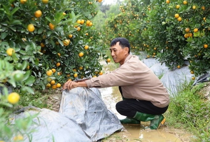 huyện Triệu Sơn được mệnh danh là thủ phủ của quất cảnh trên đất Thanh Hóa. huyện Triệu Sơn được mệnh danh là thủ phủ của quất cảnh trên đất Thanh Hóa.