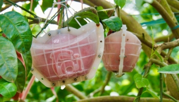 Bưởi thỏi vàng, bưởi đúc chữ "cháy hàng" dịp Tết