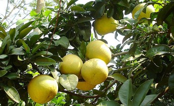 Cơ hội phát triển mới cho bưởi đường La Tinh