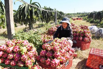 Hướng đến mục tiêu xuất khẩu sản phẩm trồng trọt trên 26 tỷ USD