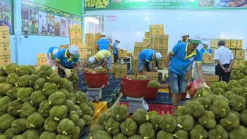 Nửa đầu tháng 1/2024, xuất khẩu rau quả đạt gần nửa tỷ USD