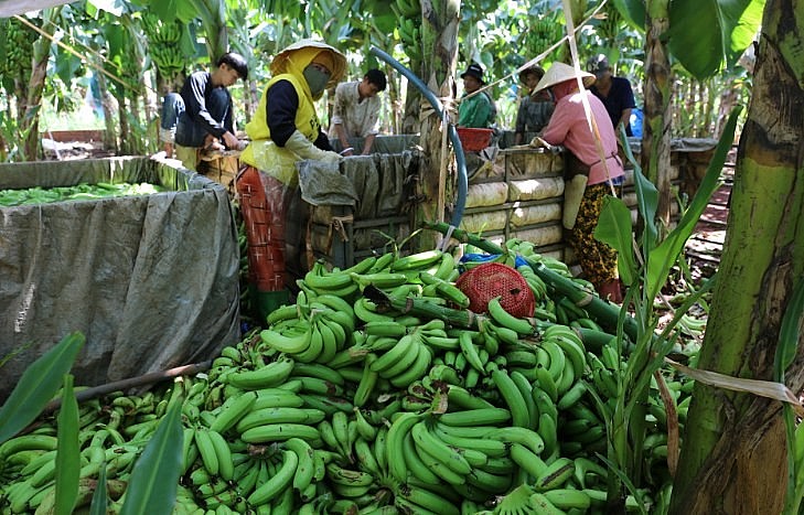 Giá chuối giảm sâu, nông dân trồng chuối ở Đồng Nai “mất Tết”. Ảnh Phước Tuần Giá chuối giảm sâu, nông dân trồng chuối ở Đồng Nai “mất Tết”. Ảnh Phước Tuần