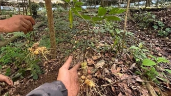 Những người đam mê làm giàu từ cây dược liệu