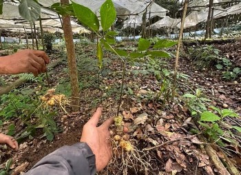 Những người đam mê làm giàu từ cây dược liệu