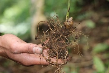 Cây dược liệu hồi sinh vùng đất Tu Mơ Rông