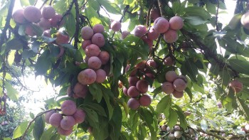 Cây mận - Loại cây ăn quả có nhiều tác dụng chữa bệnh