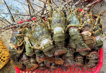 Giáp Tết, giá tôm hùm bông bất ngờ tăng mạnh