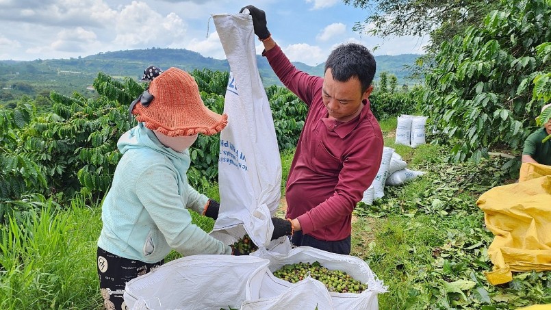 Một năm thắng lớn của người trồng sầu riêng, cà phê Một năm thắng lớn của người trồng sầu riêng, cà phê