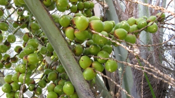 Cây báng - "Món quà" từ thiên nhiên với nhiều lợi ích