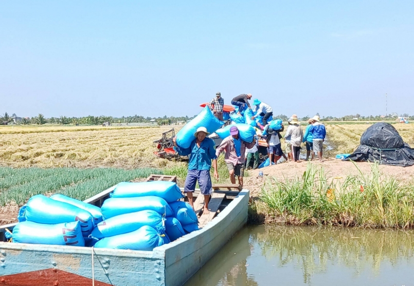 Gia đình anh Công vụ đông xuân năm nay gieo sạ giống lúa ST25 bán được với giá 10.000 đồng/kg.