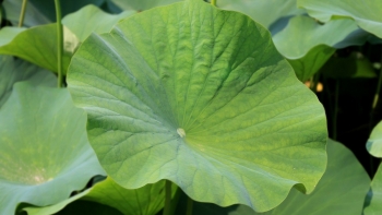 Lá sen - Món quà quý giá cho sức khỏe và sắc đẹp