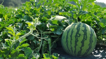 Dưa hấu chưng Tết - Vị thuốc quý cho ngày đầu năm mới