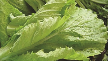 Cải canh: Món ăn ngon và bài thuốc hay