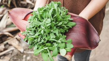 Cây rau khúc - Loại rau dân dã với nhiều bài thuốc quý