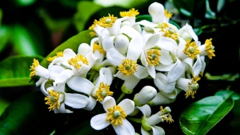 Đặc điểm và công dụng của hoa bưởi