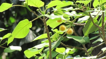 Khám phá những đặc điểm và công dụng của cây gáo