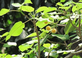 Khám phá những đặc điểm và công dụng của cây gáo