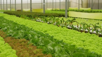 Hải Dương sẽ nâng diện tích rau quả được chứng nhận GAP lên gần 1.025 ha