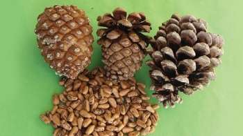 Hạt thông - "Món quà quý giá" từ thiên nhiên với nhiều lợi ích sức khỏe