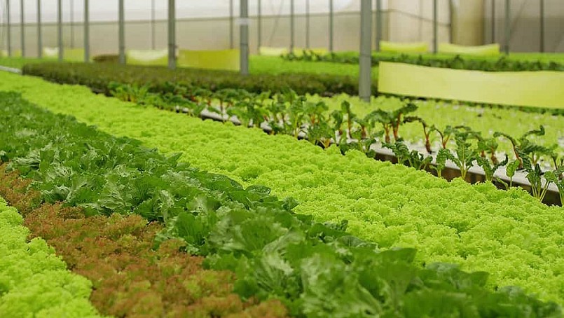 Hải Dương sẽ nâng diện tích rau quả được chứng nhận GAP lên gần 1.025 ha