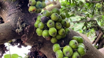 Cây sung - Món quà quý giá cho hệ tiêu hóa