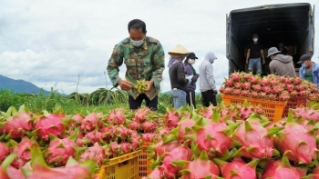 Bảo hộ thương hiệu: Giấy thông hành để  nông sản Việt vươn xa