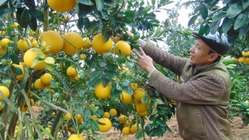 Bắc Giang: Ban hành Kế hoạch tổ chức Cuộc thi sáng tạo kỹ thuật nhà nông lần thứ 11