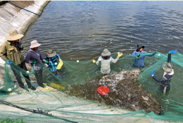 Hội chợ triển lãm quốc tế VietShrimp 2024: Mở rộng kinh doanh trong ngành Thủy sản