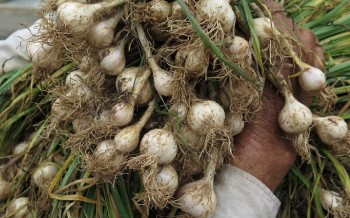 Tỏi Lý Sơn liên tục mất giá: Giải bài toán tiêu thụ nông sản bằng cách nào?