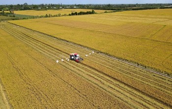 Đề xuất đầu tư gần 9.000 tỷ đồng trồng lúa phát thải thấp, chất lượng cao