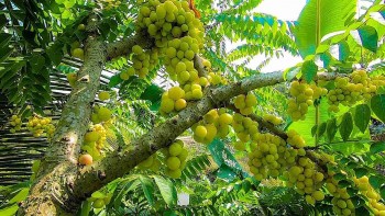 Cây thồm lồm- Vị thuốc trị viêm tai và các bệnh ngoài da