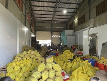 Truy xuất các lô hàng sầu riêng xuất khẩu sang Trung Quốc nghi nhiễm kim loại nặng cadimi