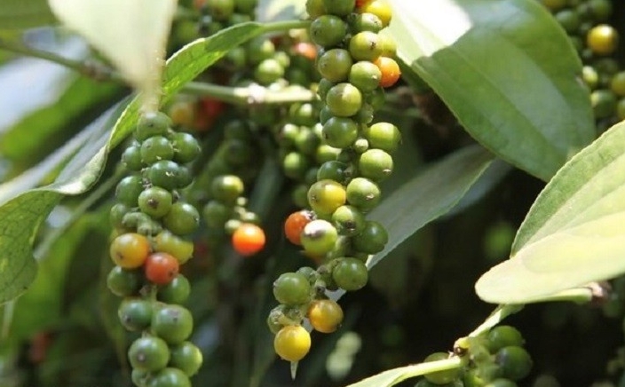 Nâng cao chất lượng sản phẩm, giữ vững thương hiệu hồ tiêu Chư Sê Nâng cao chất lượng sản phẩm, giữ vững thương hiệu hồ tiêu Chư Sê