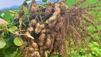 Lạc sen Nghệ An - Giống lạc quý với nhiều ưu điểm