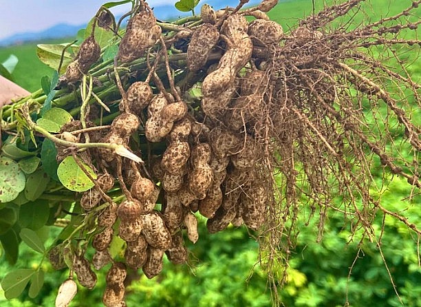 Lạc sen Nghệ An - Giống lạc quý với nhiều ưu điểm Lạc sen Nghệ An - Giống lạc quý với nhiều ưu điểm