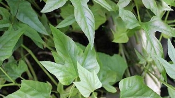 Cây chìa vôi - Loài cây dân dã trị đau nhức xương khớp