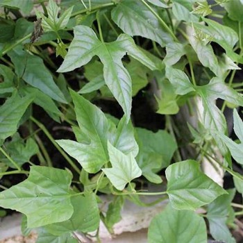 Cây chìa vôi - Loài cây dân dã trị đau nhức xương khớp