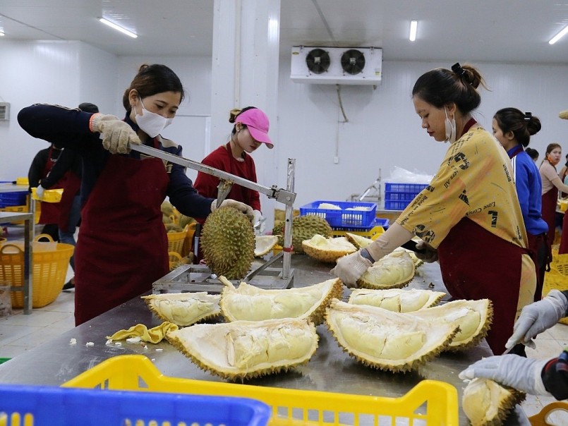 Nâng cao chất lượng sầu riêng hướng đến xuất khẩu bền vững. Nâng cao chất lượng sầu riêng hướng đến xuất khẩu bền vững.