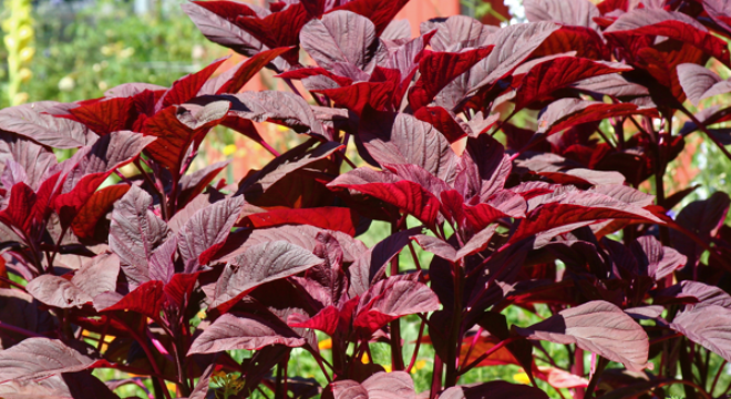 Loại rau được gọi là 