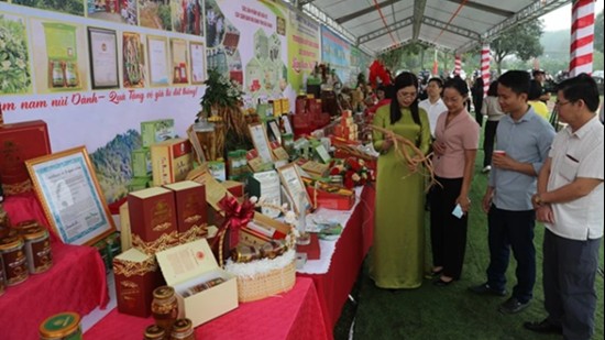 Bắc Giang: Phát triển thị trường và tiêu thụ sản phẩm sâm Nam núi Dành