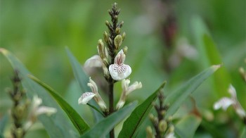 Cây thanh táo - Dược liệu trị các bệnh ngoài da