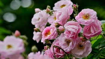 Không chỉ làm hoa trang trí, tầm xuân còn mang đến nhiều lợi ích cho sức khỏe