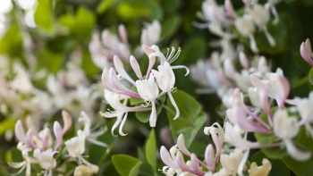 Kim ngân hoa - vị thuốc giải độc tuyệt vời