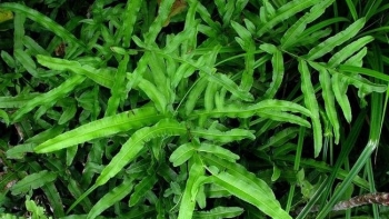 Cây cỏ luồng - Thảo dược mọc hoang nơi vách đá chữa bệnh ngoài da