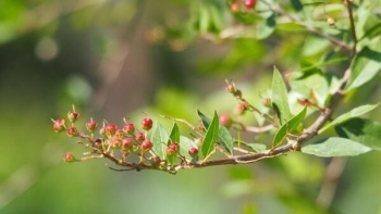 Cây móng tay, dược liệu tuyệt vời cho bệnh ngoài da