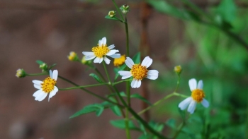 Rau bô binh - Loại cây cỏ dại mọc hoang giàu chất chống oxy hóa