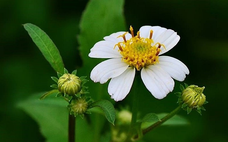 Rau bô binh - Loại cây cỏ dại mọc hoang giàu chất chống oxy hóa Rau bô binh - Loại cây cỏ dại mọc hoang giàu chất chống oxy hóa