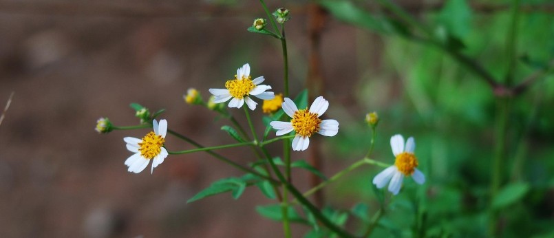 Rau bô binh - Loại cây cỏ dại mọc hoang giàu chất chống oxy hóa Rau bô binh - Loại cây cỏ dại mọc hoang giàu chất chống oxy hóa